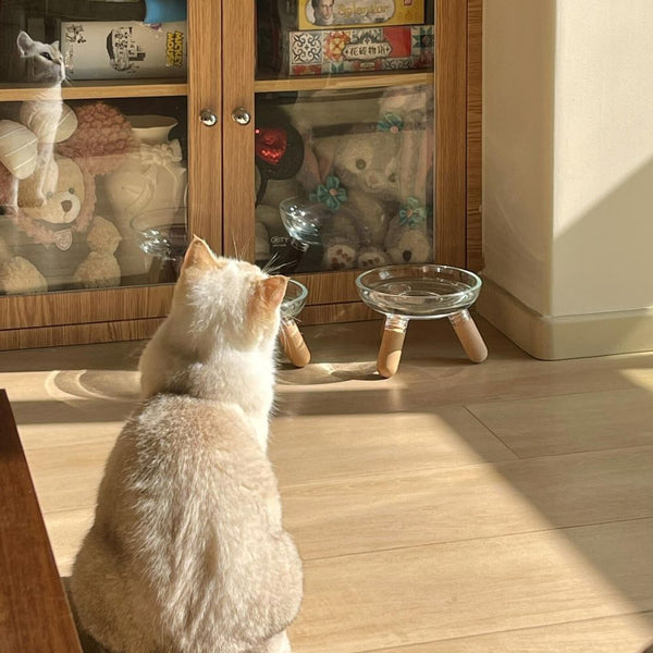 Elevated Glass Bowl Pet Feeder