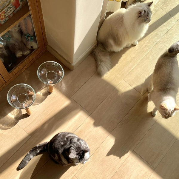 Elevated Glass Bowl Pet Feeder
